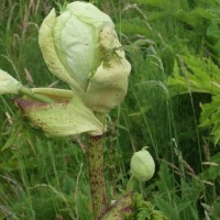 Giant Hogweed